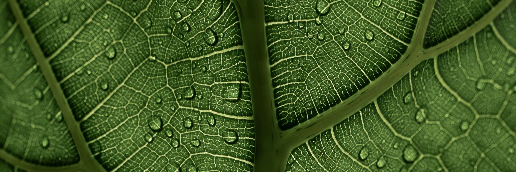 Bild eines Blatt mit Wassertropfen