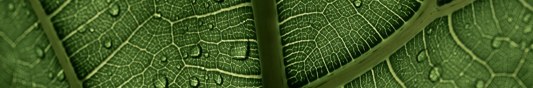 Imagen de una hoja con gotas de agua